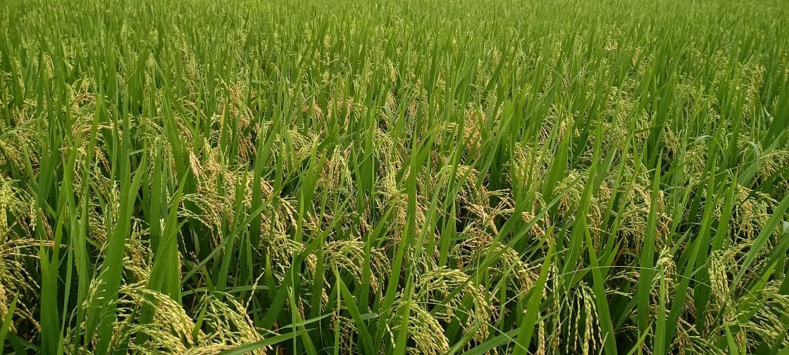 AgricultureJkj's tweet photo. ❤️ https://t.co/Y6I1bVlBLx