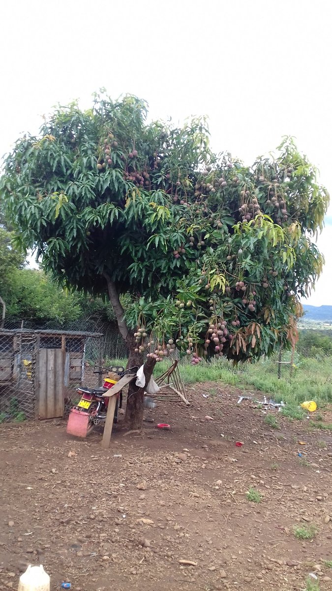 mugathep's tweet photo. @RodgersKipembe Selling prime 50x100 plots, with ready title at Subukia, Nakuru County at the foot of Marmanet ranges
Electricity on site
Piped water on site
Well maintained murram road
Ideal for residential address, holiday home, retirement home, get away or farming
Selling price 150,000 https://t.co/KKpAaDsQt7