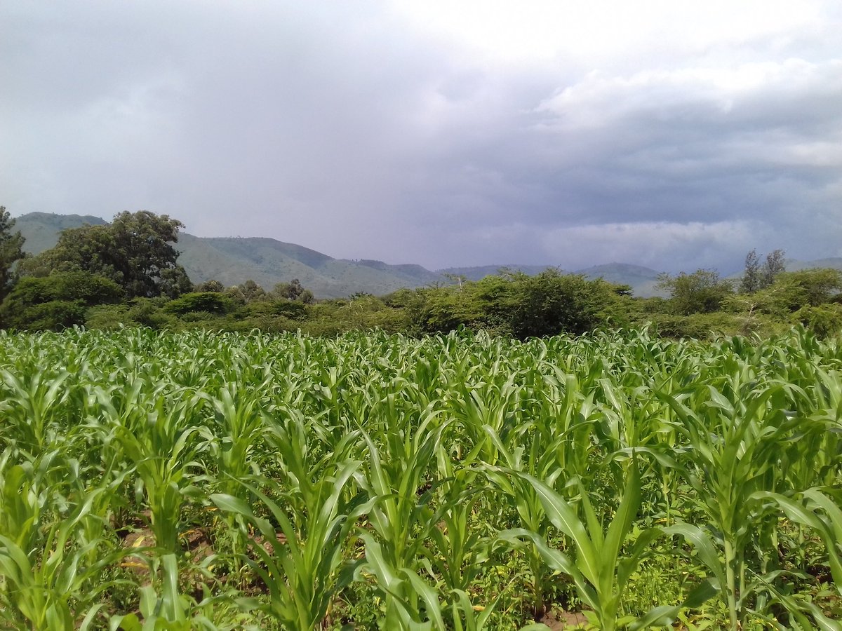 mugathep's tweet photo. @RodgersKipembe Selling prime 50x100 plots, with ready title at Subukia, Nakuru County at the foot of Marmanet ranges
Electricity on site
Piped water on site
Well maintained murram road
Ideal for residential address, holiday home, retirement home, get away or farming
Selling price 150,000 https://t.co/KKpAaDsQt7