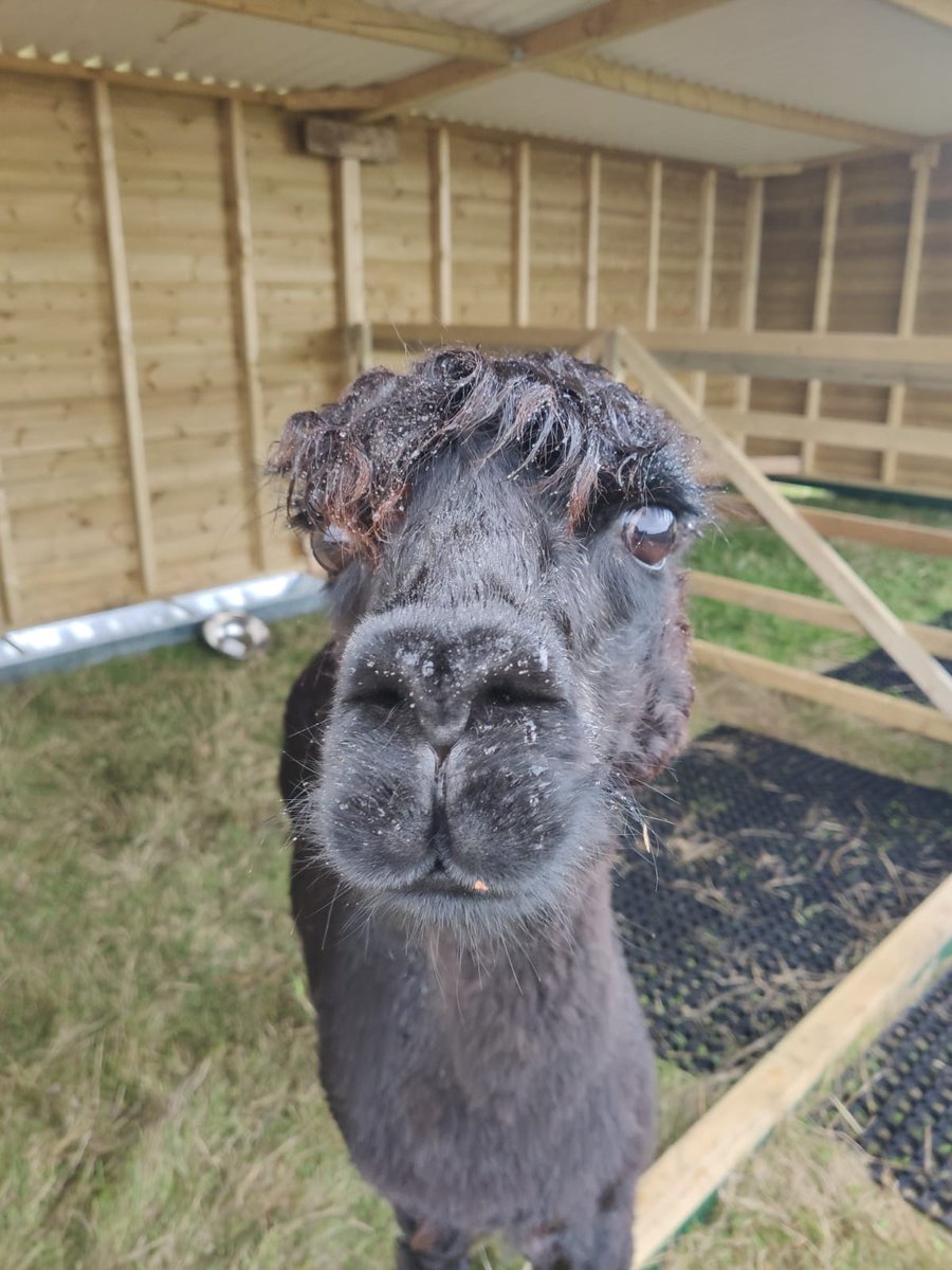 We have welcomed some very special fluffy members to our family! Meet Layla, Sunset &amp; Alyss. Alpacas are very gentle creatures, each with their own personality. Tune in to <a href="/BBCRadioKent/">BBC Kent</a> with <a href="/ErikaNorth/">Erika North</a> today to hear us talk all about the therapeutic value of our animals 📻✨