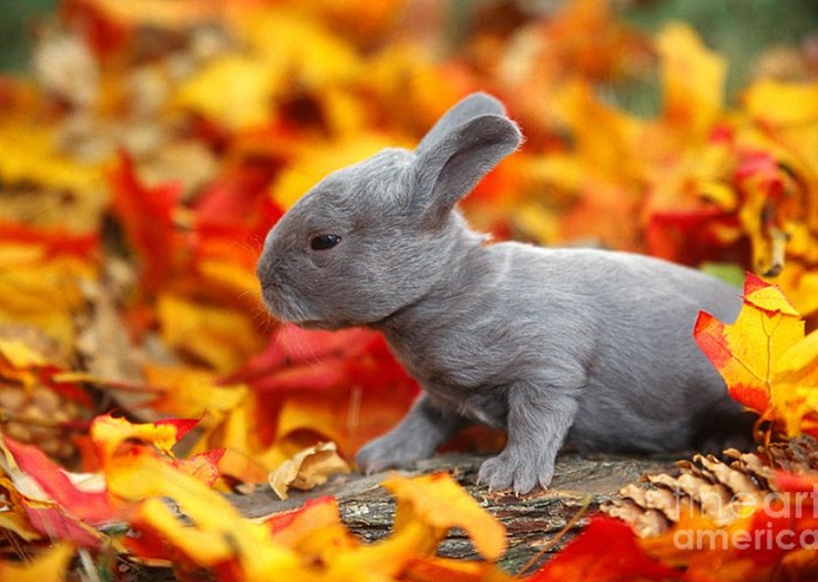 Havilah_V's tweet photo. #FurryFriday:
#Autumn #Fall #AutumnLeaves #FallLeaves #AutumnColor #FallColor #AutumnSeason #FallSeason #Leaves #Leaf #AutumnWeather #FallWeather #Animal #Animals #AnimalsInCostumes #Bunny #Rabbit #BunnyKit #RabbitKit #MiniRexRabbit - Photo by Alan & Sandy Carey https://t.co/LKaNttB0sk
