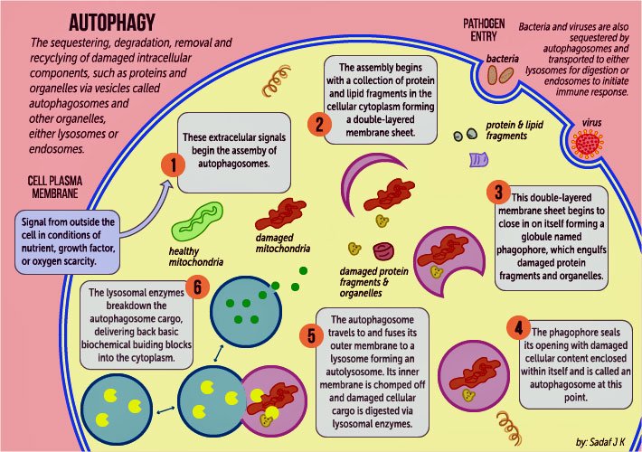 judyintheskynet's tweet photo. Impaired #autophagy could be inhibiting energy production, send cells into a stupor, and cause them to start emitting pro-inflammatory substances. (...)
#Rapamycin and #metformin are two drugs that may be able to restore autophagy. #mecfs #healthrising
https://t.co/whJKSYZKSW https://t.co/vgzLTWKZ06