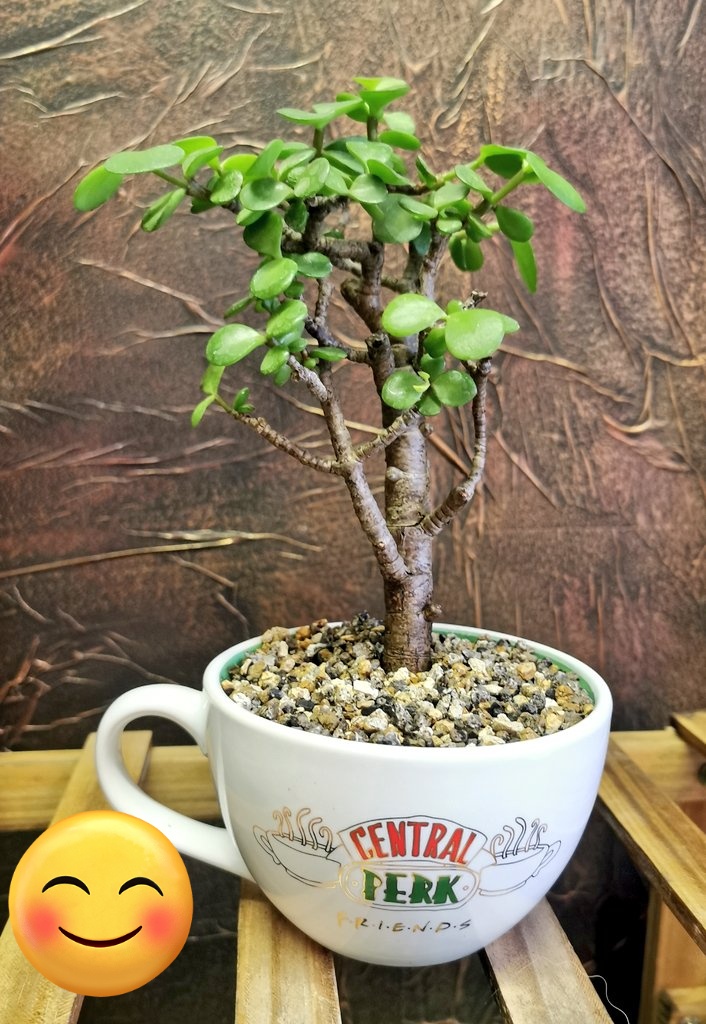 One for the Friends and Succulent lovers out there 😍 Visit us at The Arches Village #hartlepool #shoplocal