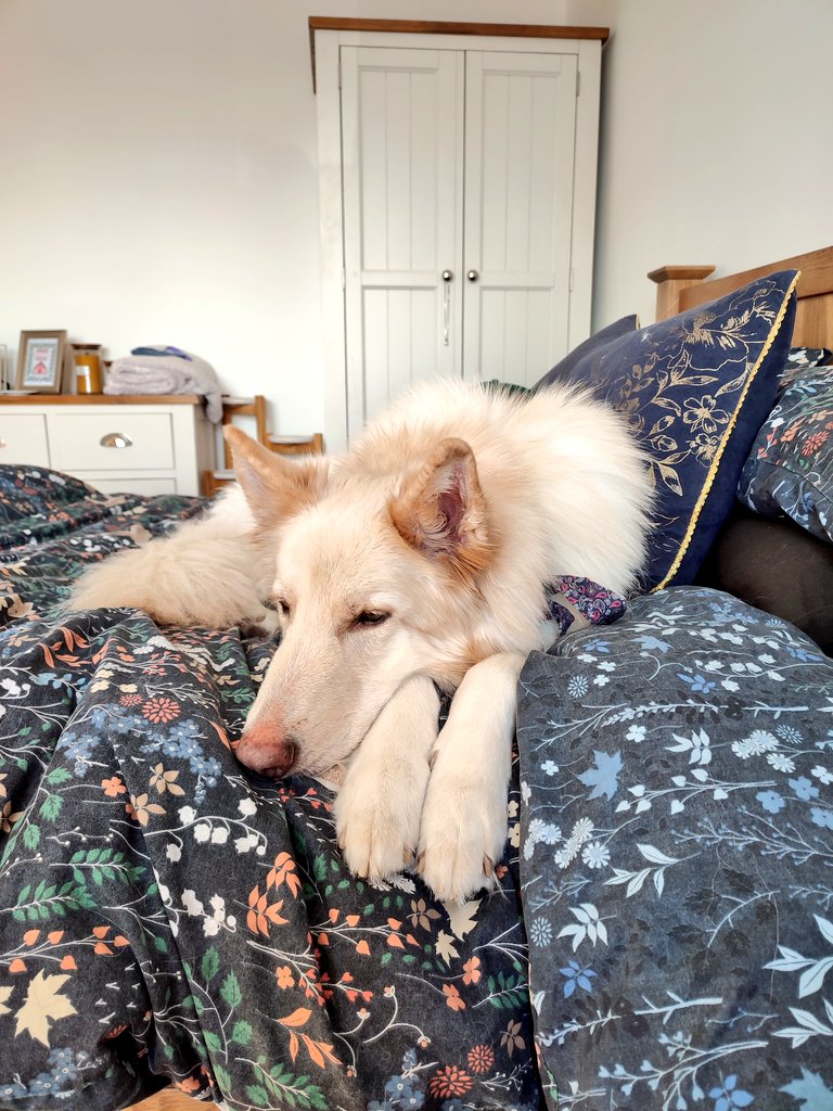 Day 1 of the Senco course... One of my work colleagues for the day 😂

#senco #edutwitter