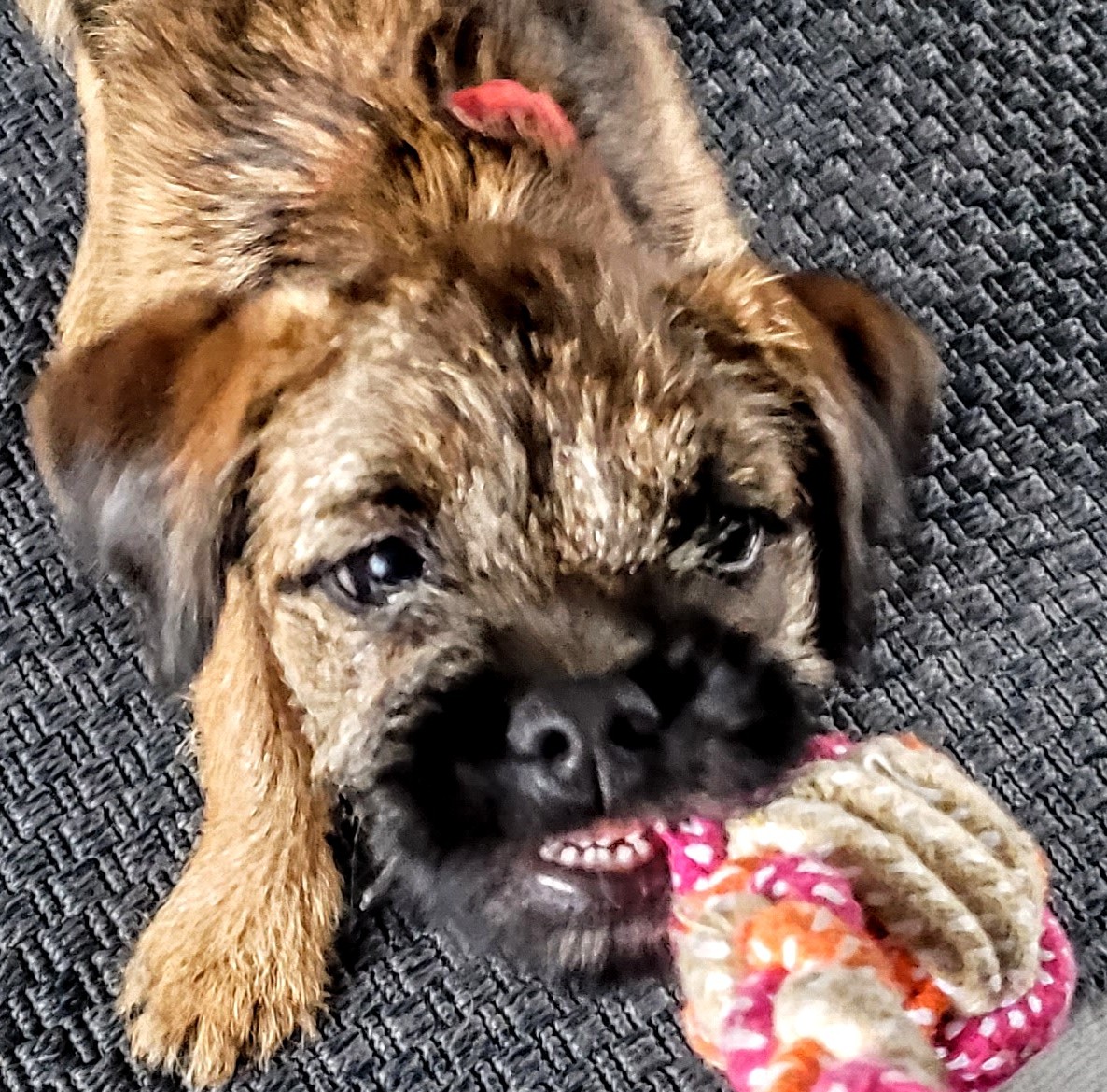 Project Van Blanc tweet media