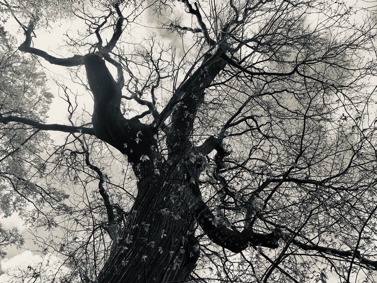 FinishedPoetry's tweet photo. Submissions window for issue seven now open. The theme is Shelter: necessity, right, instinct, act. Please check the website for all details. 💛
#ecopoetry #allspecies #beautyanddaring https://t.co/K588Qcfs6j