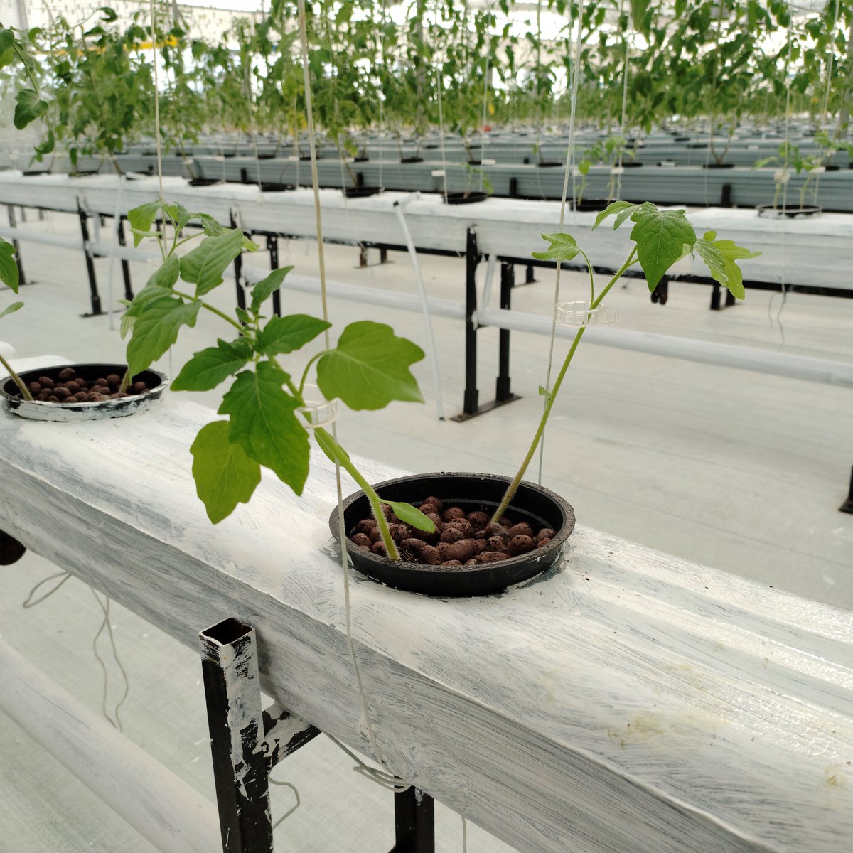 eekiofficial's tweet photo. 𝗚𝗿𝗼𝘄𝗶𝗻𝗴 𝗨𝗽𝗱𝗮𝘁𝗲 : We recently planted 750 young tomato saplings at our Talera farm. And in a short time of 2-3 months, our plump and pesticide-free tomatoes will be ready for harvest.

#sustainability #sustainablepractices #farming  #vegetablesalad #tomatoplant #eeki https://t.co/XcYHWT6tW5