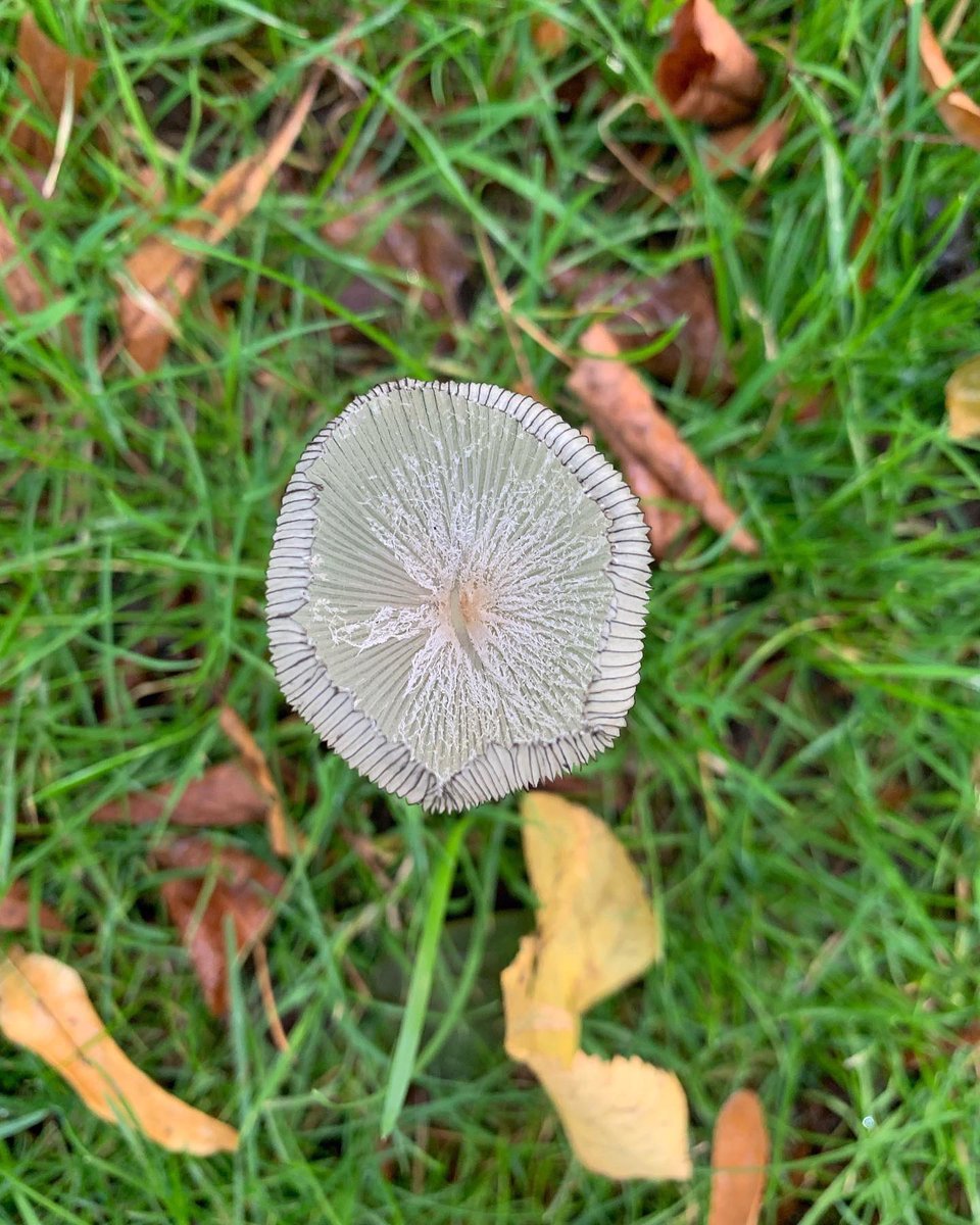 More wonders discovered this morning, this time the delicate translucent pleated ink cap mushroom, hiding in plain sight by Chestnut Avenue. #fungi #mushroom #bushypark <a href="/theroyalparks/">The Royal Parks</a>