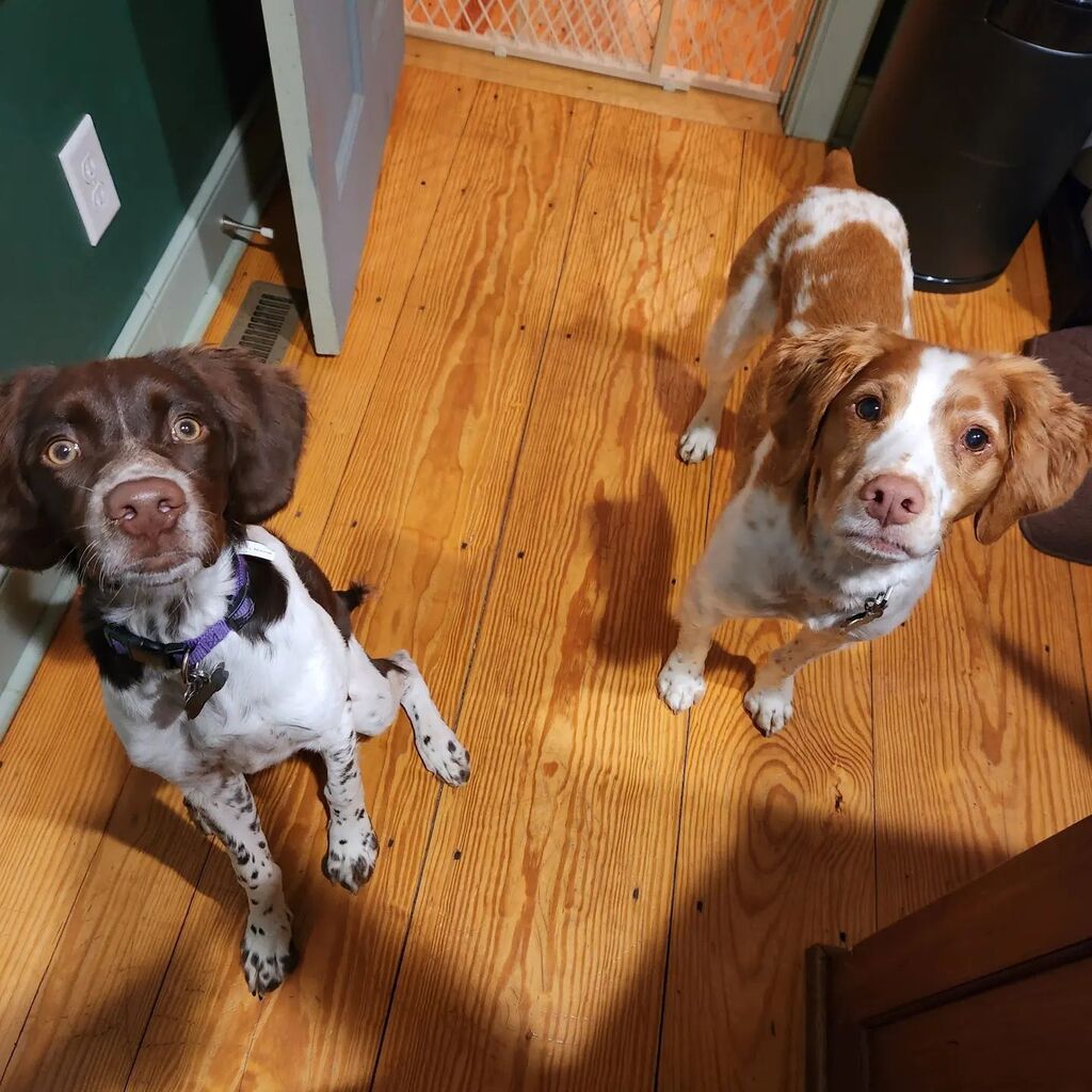 marris116's tweet photo. Anything for biscuits!
#dogsofinstagram #brittanysofinstagram #brittanydog #dogs #dog https://t.co/5qEtJPSzdJ https://t.co/HfClFRlWgX