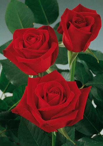 DrdavidMarson's tweet image. 