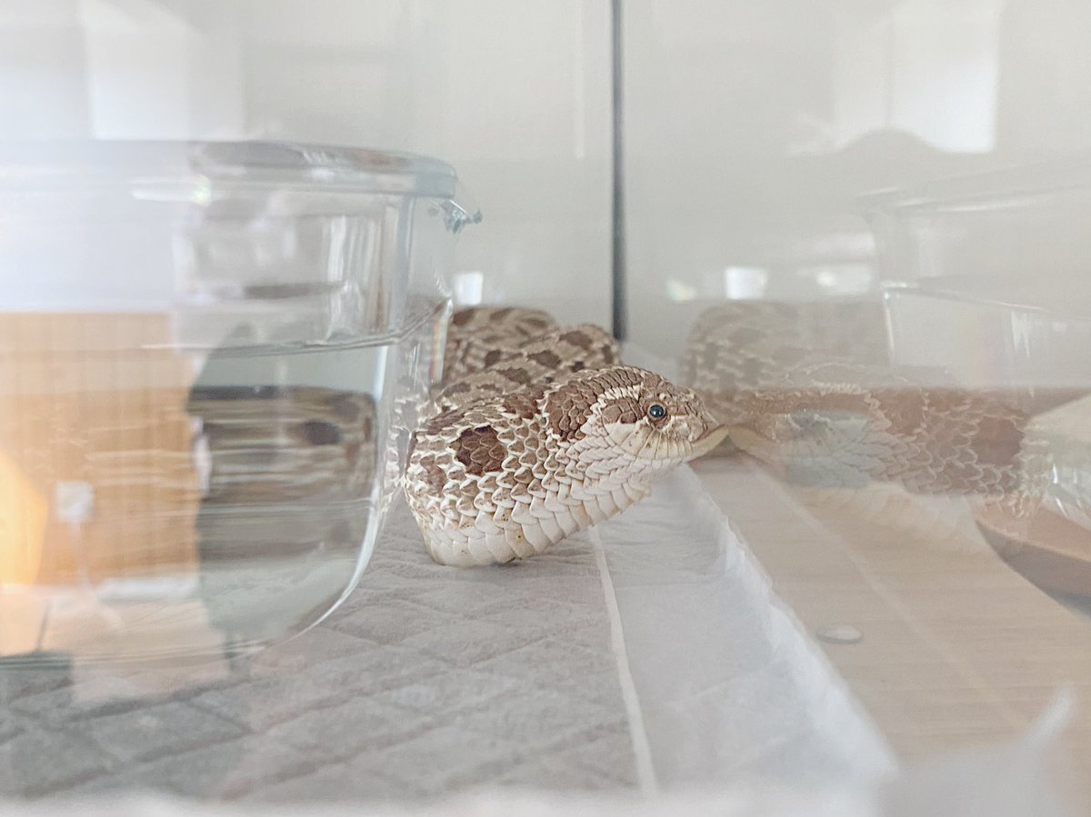 bouya_kun's tweet photo. たぷたぷ豆ちゃん☁️𓈒𓏸

 #セイブシシバナヘビ  #hognosesnake https://t.co/XcYqbOFE9o