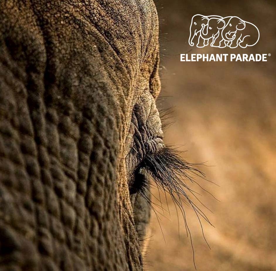 elephant_parade's tweet photo. Did you know...Elephants have the longest eyelashes of all mammals, they can get over 12 cms long!
📷️@moira_photography
#funfactsfriday
#elephantparadefan #elephantfunfacts #facts #funfacts #elephantparade #elephants #elephant #elephantconservation #exhibition #art https://t.co/t2EgYDF1d4
