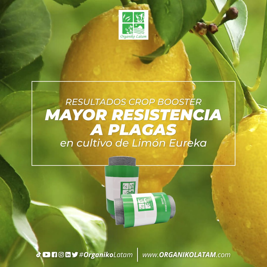 organikolatam's tweet photo. Después de 9 semanas, los árboles con Crop Booster estaban con un color verde más saludable. 

Consigue tu Crop Booster ahora 🌱¡Cont��ctanos!
https://t.co/JBmlO3MIkX
.
#organico #cropbooster #agricultura limones https://t.co/BpFQ2kUkOl