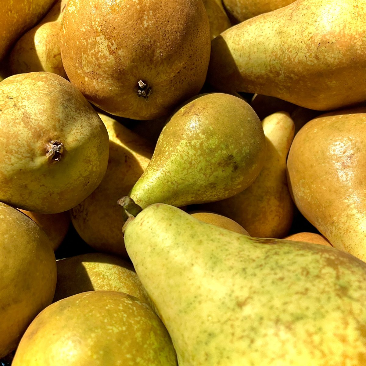 Pear Glut!
@veg.and.petals has done it again. 
Beautiful pears that were still on the tree just hours ago and then one of lovely guest dropped off a box of Durondeau pears from their Liverpool allotment. Let the Perry making commence
#manifestliverpool
#keepitlocal
#freshproduce