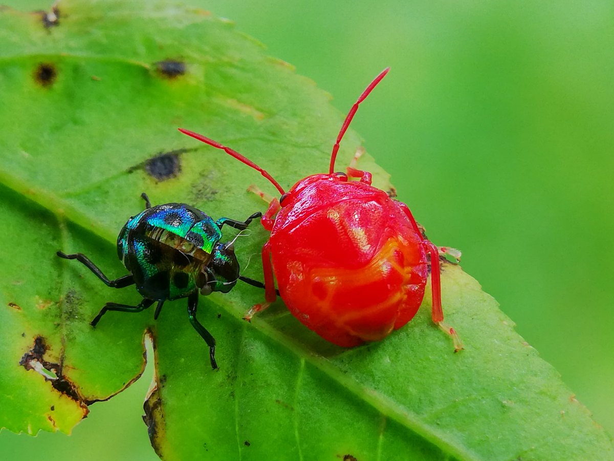 TheRafiqulAlam's tweet photo. Scutelleridae is a family of true bugs. They are commonly known as jewel bugs or metallic shield bugs due to their often brilliant coloration.A jewel bug molting (ecdysis). The pale-colored adult is emerging from its old exoskeleton, in the foreground are two nymphs.#Mobilclick https://t.co/oaWBPHbrfL