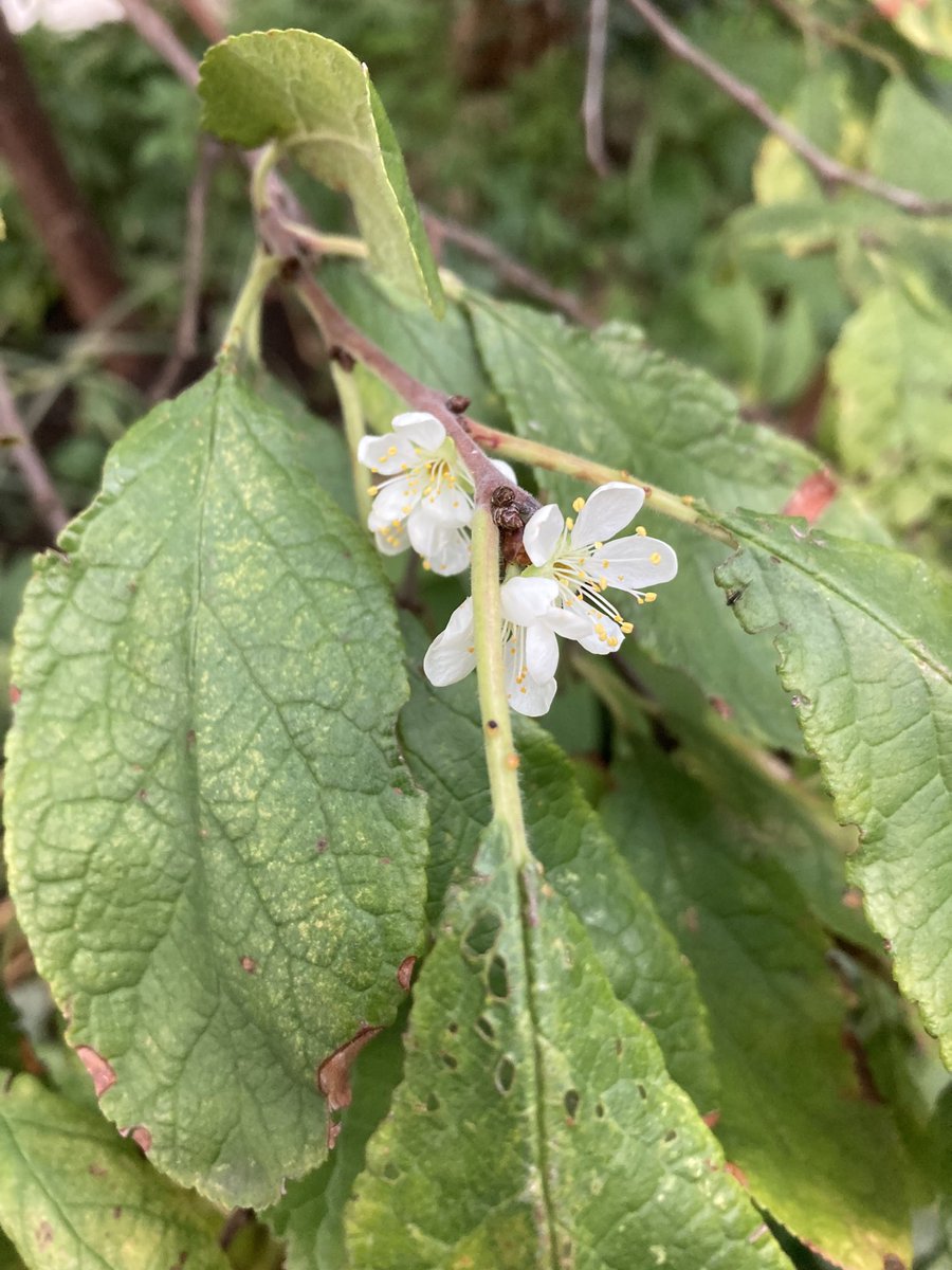 Nature is confused. Damson tree flowering for second time this year. Also second bloom of strawberry flowers and I’ve just seen a bumblebee.
