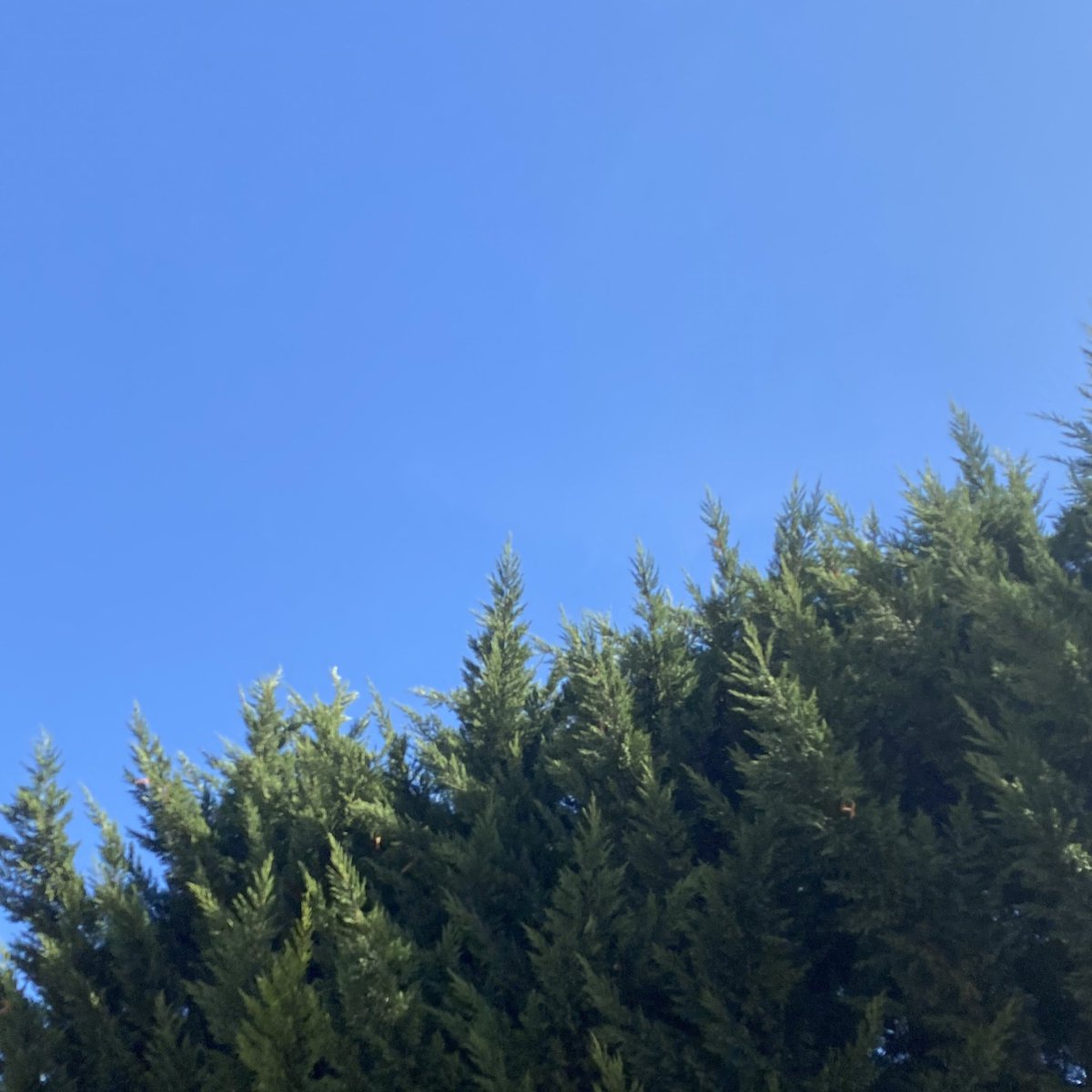 emiliemarquois's tweet photo. #CielDuJour Une belle journée, ici, en région parisienne. ☀️

De quelle couleur est votre ciel ?

#VendrediPhoto #Meteo https://t.co/IPQh8DaY51