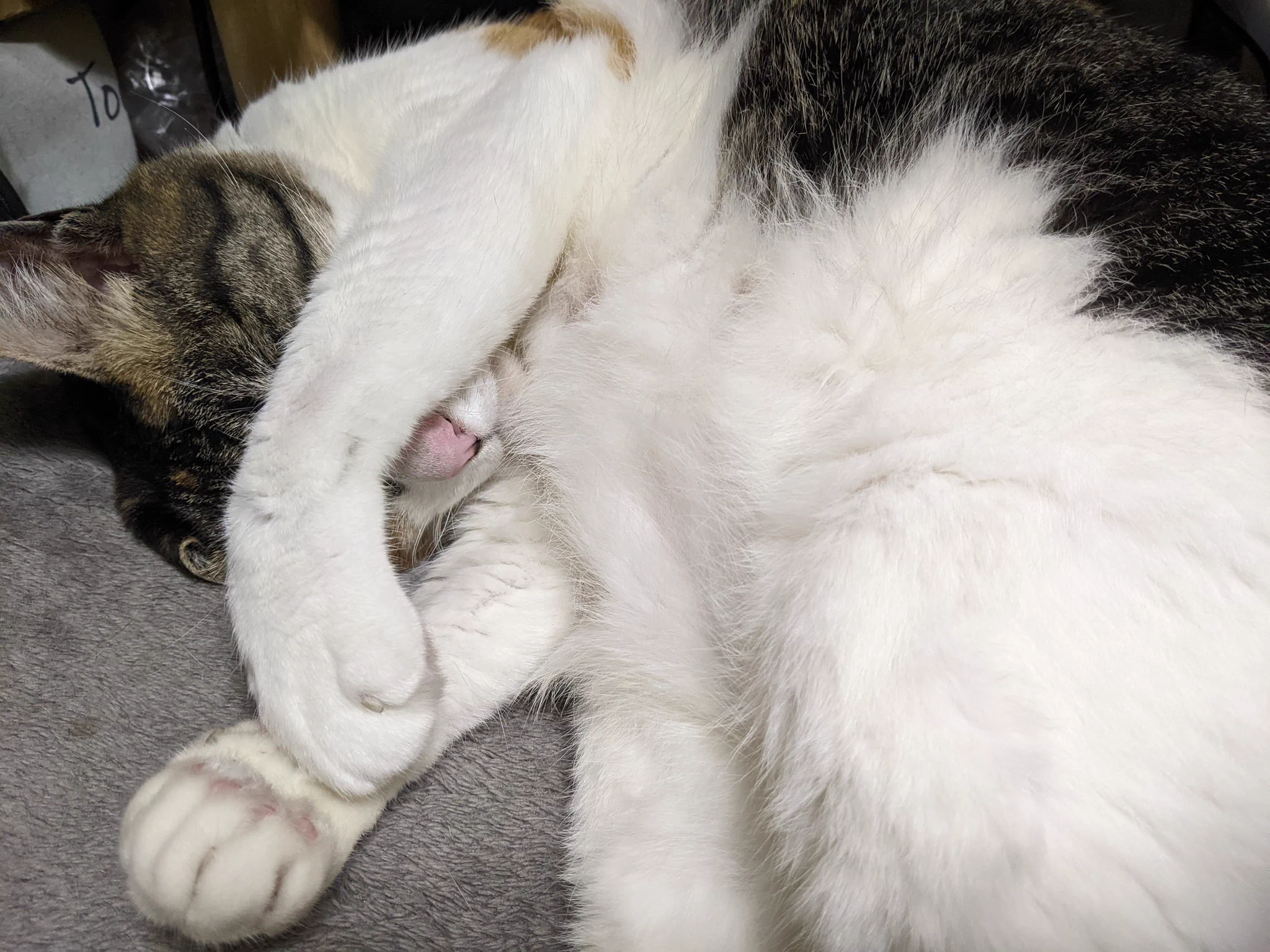 @kyuryuZ わかるます🥺
猫ちゃん写真はその時にしか撮れないから消せない😭🐱❤ 