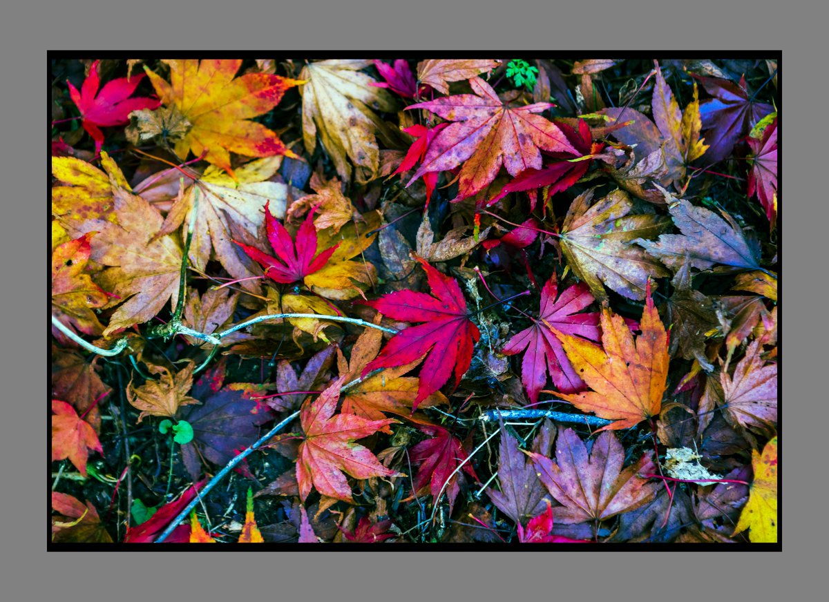 DougMcKinlay's tweet photo. That amazing time of year again..Why not improve your skills, and enjoy a day out or two among the forests and parks, with a photo work shop....www.dougmckinlayphotography.com/courses #autumncolours #autumnphotography #photoworkshops #photography https://t.co/QPMimWtSzT