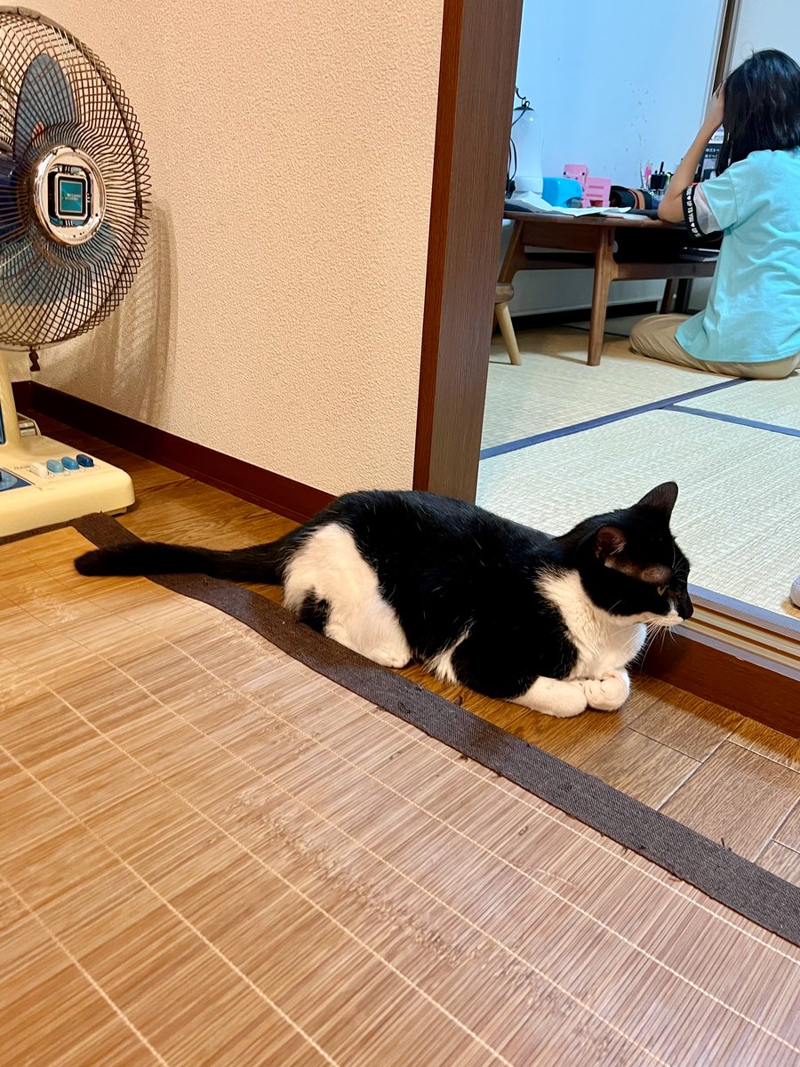 おにぎり という名前の猫が想像以上に おにぎり でびっくりする 立派なおにぎり 美味しそう Togetter