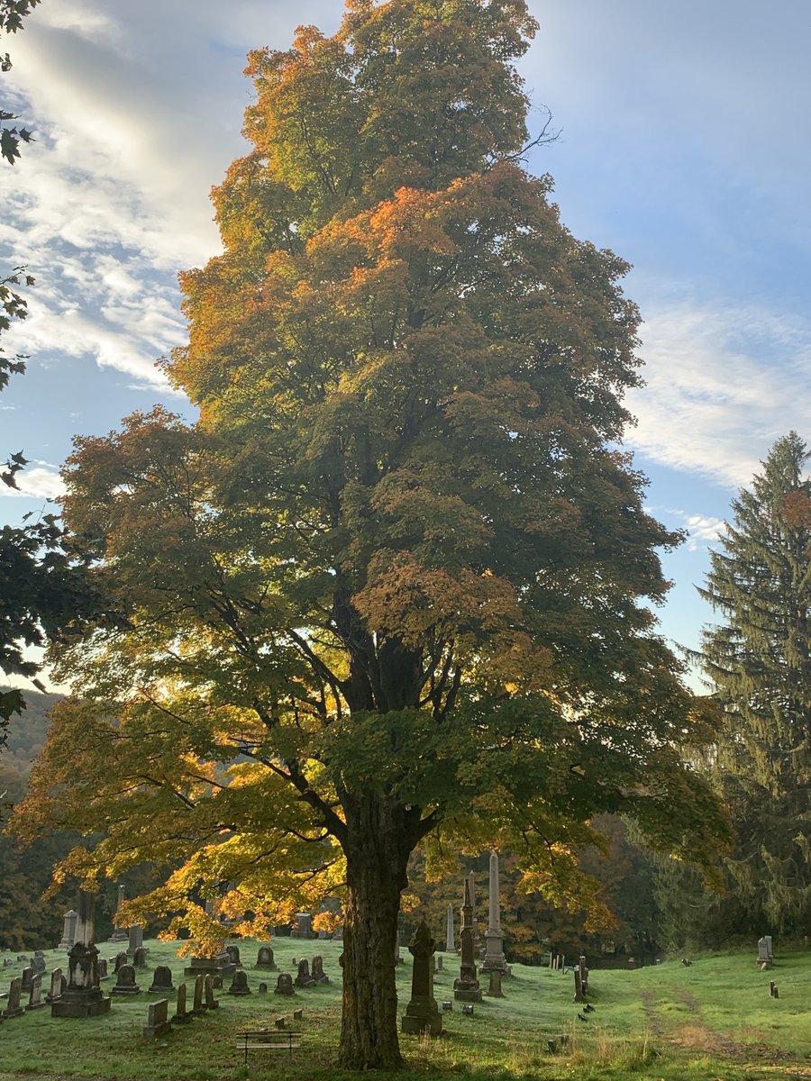 WIlliamBryantLo's tweet photo. Autumn sugar maple.  What a beauty. https://t.co/M66ndmvNtd