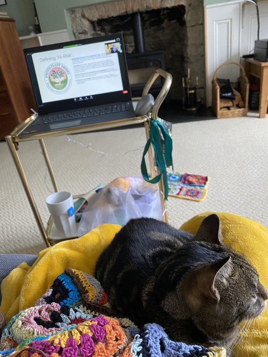 AnnaBlume15's tweet photo. Herbal medical conference with cat and crochet …. And herbal tea of course 🧡 https://t.co/YmEf1F6Sa0
