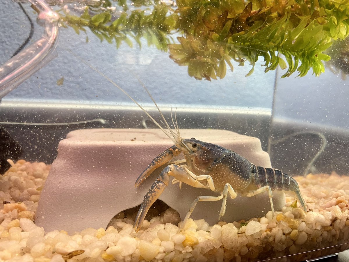 Mrs_JPoe's tweet photo. Meet our class pet. He is a blue crayfish. Definitely the most unique pet that first grade science curriculum has provided. Do you know how a crayfish uses its senses to survive? Ask one of my firsties & they can tell you! #CCESfirsties #PHDScience https://t.co/M0Rs3YpD7k