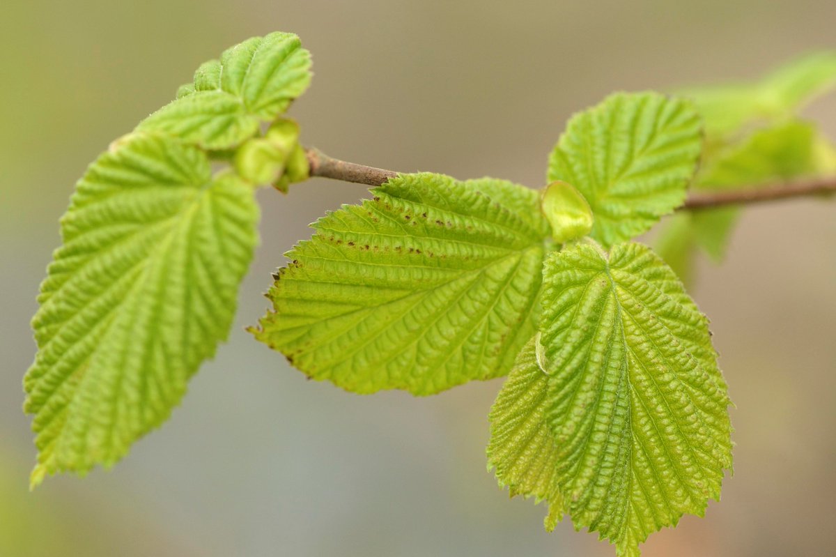 The next stage of the Scottish Government’s commitment to establish at least one new national park in the lifetime of this parliament, by spring 2026, begins today with the launch of a stakeholder consultation. More info at nature.scot/scotlands-new-…