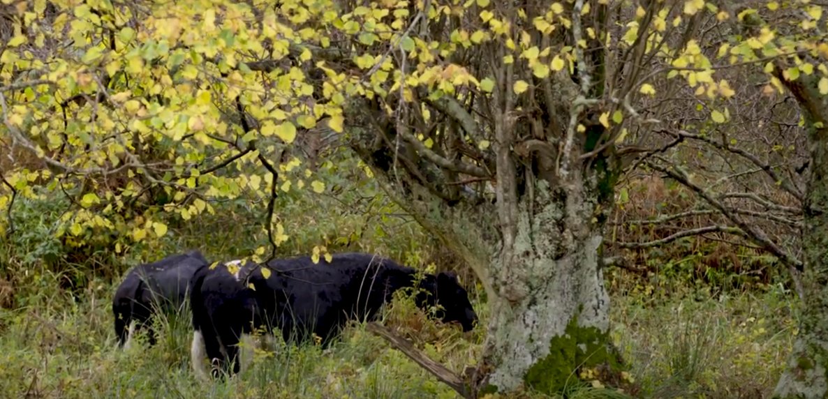 We’d like to see more people managing and benefitting from a healthy rainforest; more productive sites, more local jobs, more communities protecting and enjoying the magic of it for generations to come.