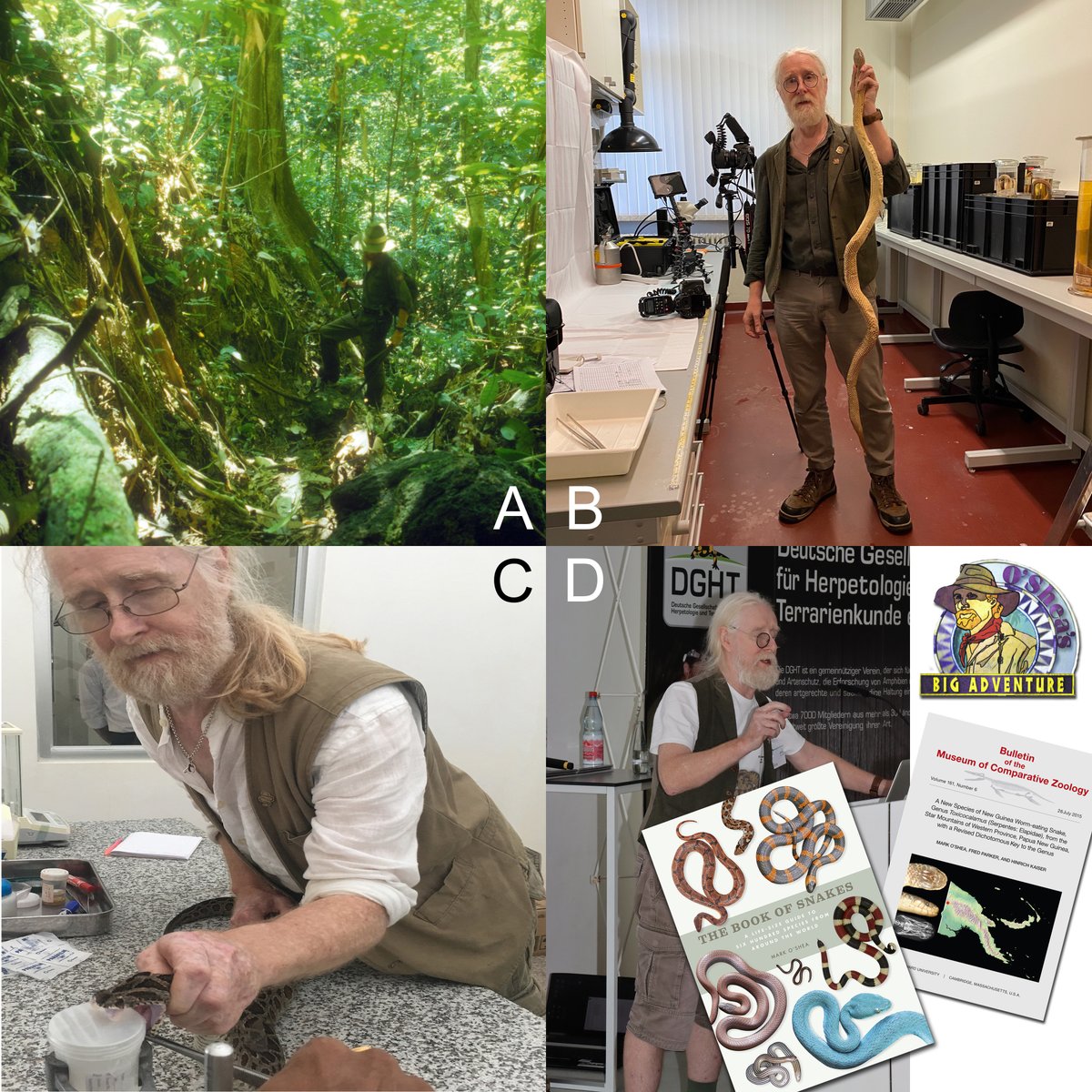 Biology Week 2022. #IAmABiologist Prof of Herpetology @ Uni of Wolverhampton, my work is diverse, i.e. A. tropical fieldwork, B. museum research describing new species, C. catching medically important snakes for antivenom &amp; D. disseminating info via lectures, books, papers &amp; tv.