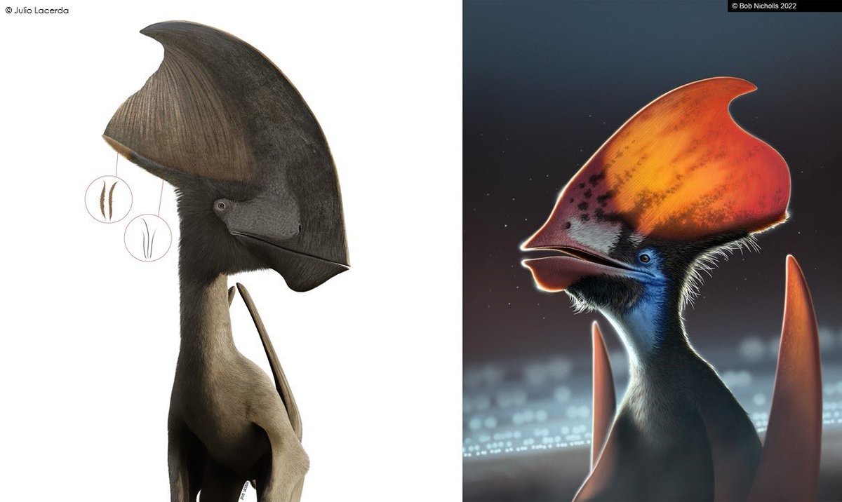 ‼️ Oui, les ptérosaures avaient des plumes !! Tout sur l'étude d'un fossile brésilien vieux de 115 millions d'années avec  <a href="/AudeCincotta/">Aude Cincotta</a>  et #JohanYans dans #LESECLAIREURS  ! <a href="/UNamur/">UNamur</a>⁩ #ILEE @RBINSmuseum⁩ ⁦⁦<a href="/AgenceRecherche/">ANR - Agence nationale de la recherche</a>⁩ ⁦<a href="/PoucetSarah/">Poucet Sarah</a>⁩ ⁦<a href="/lapremiere/">La Première</a>⁩