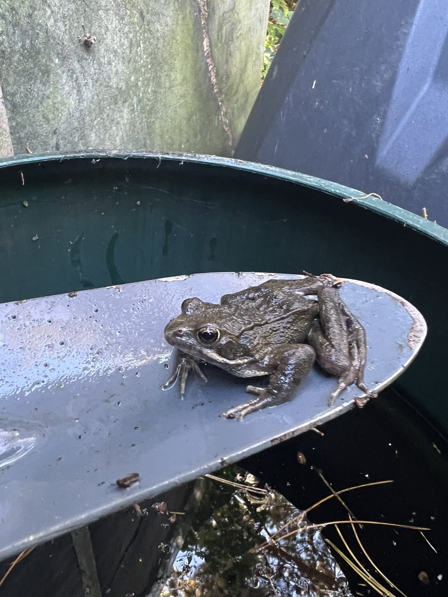 @acornpe (@acornpe) on Twitter photo Frog finding in todays forest school session 🐸 <a href="/acornpe/">@acornpe</a> <a href="/primary_avenue/">The Avenue Primary School & Children's Centre</a> <a href="/HeytesburySch/">HeytesburyPrimary</a> <a href="/WestAshtonCofE/">West Ashton C of E Primary School and Nursery</a> <a href="/stjohnswarmins1/">@stjohnswarminster</a> <a href="/newcloseschool/">New Close Primary School Warminster</a> Frog finding in todays forest school session 🐸 <a href="/acornpe/">@acornpe</a> <a href="/primary_avenue/">The Avenue Primary School & Children's Centre</a> <a href="/HeytesburySch/">HeytesburyPrimary</a> <a href="/WestAshtonCofE/">West Ashton C of E Primary School and Nursery</a> <a href="/stjohnswarmins1/">@stjohnswarminster</a> <a href="/newcloseschool/">New Close Primary School Warminster</a>