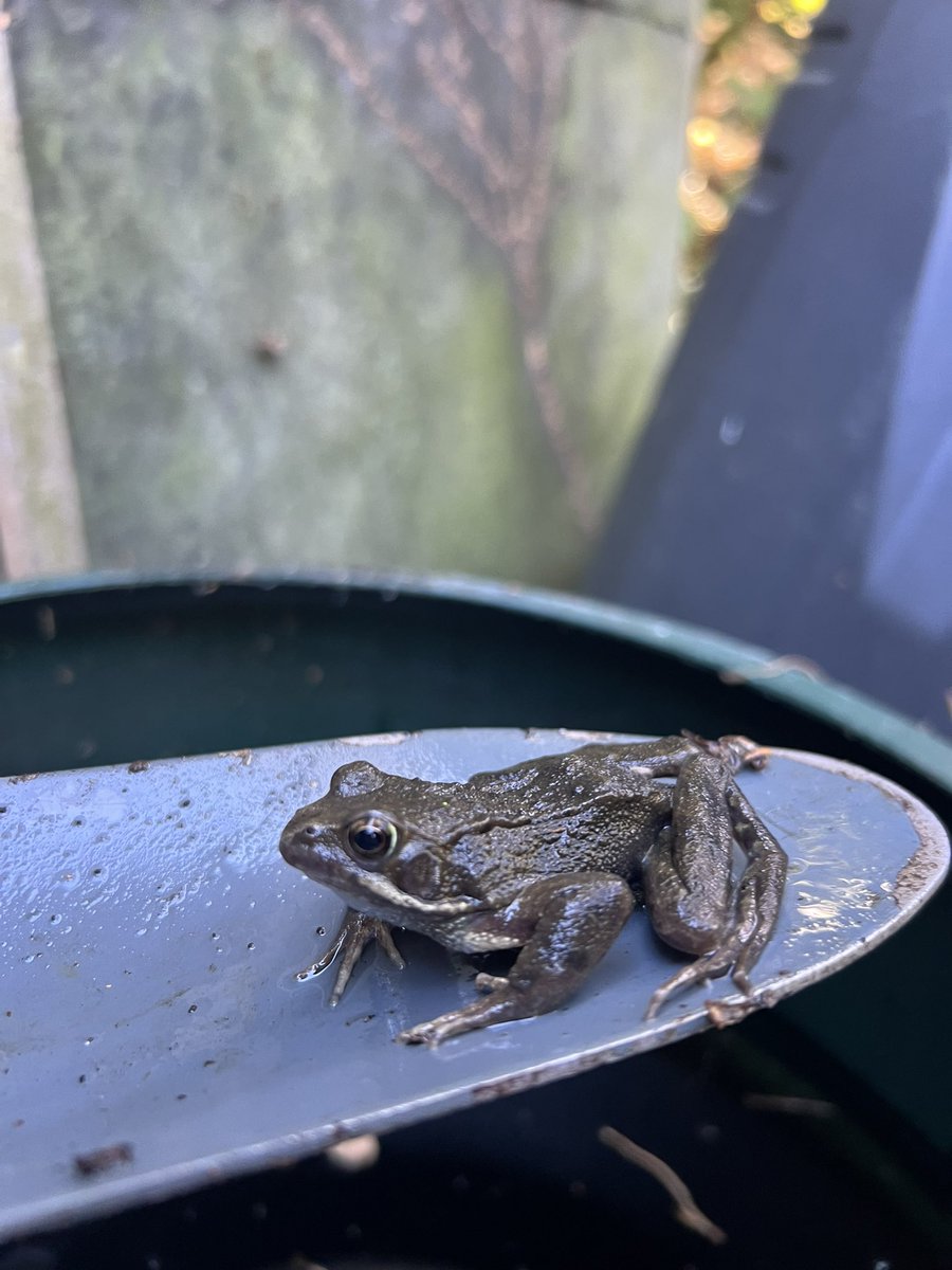 acornpe's tweet photo. Frog finding in todays forest school session 🐸 @acornpe @primary_avenue @HeytesburySch @WestAshtonCofE @stjohnswarmins1 @newcloseschool https://t.co/cjqMIm9zHM