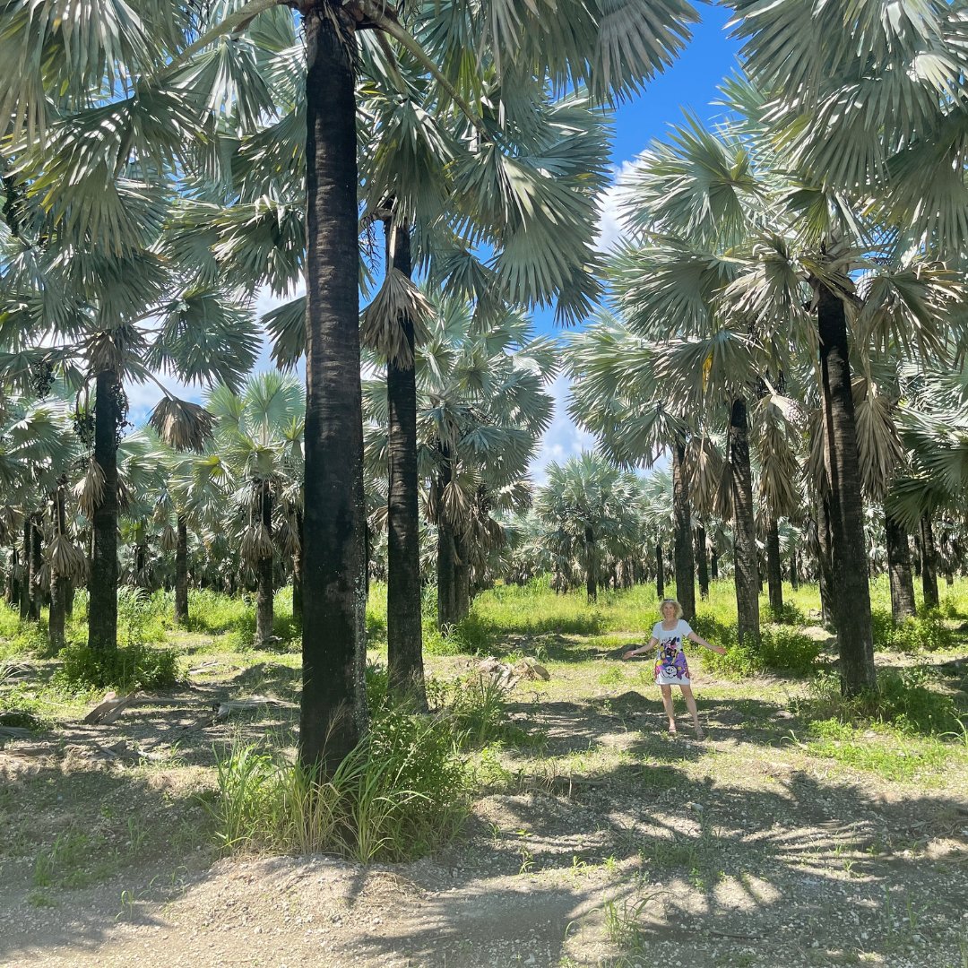 KawaCommunity's tweet photo. It is both humbling

and inspiring

to stand in a palm tree field.

Here's a glimpse of South Florida for you.

Wherever you are in the world

get out into nature 

and be inspired! 

#happyfriday #inspiredbynature https://t.co/RW2mr0oD6T