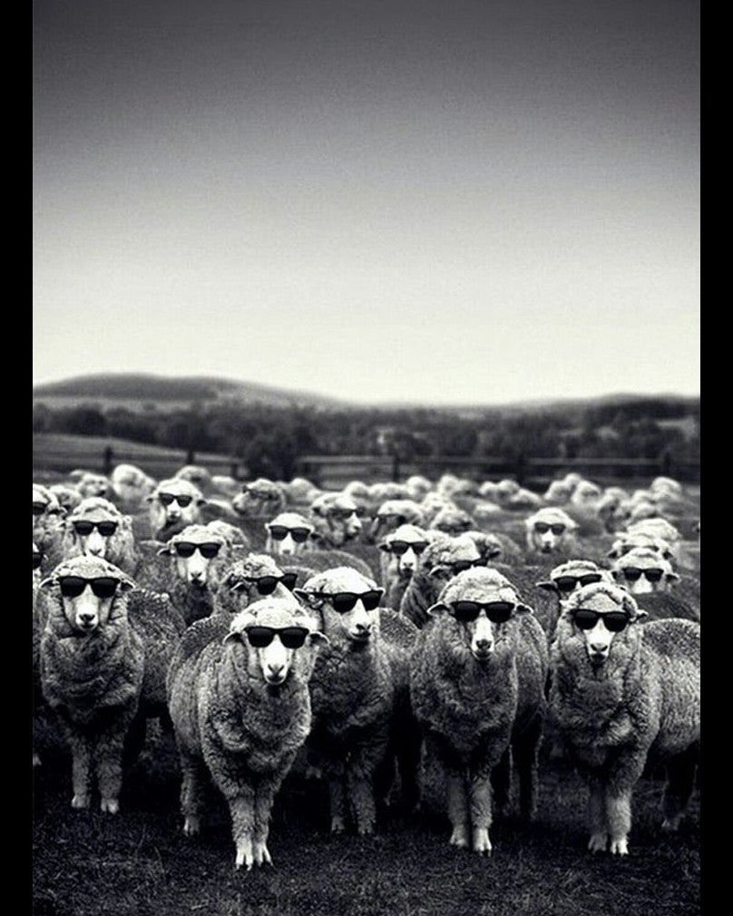 SheepTokenDeFi's tweet photo. @coinfessions HODL some @SheepTokenDeFi in spot. Don’t leverage or you’re sure to get rekt. https://t.co/w49c1zWZ44