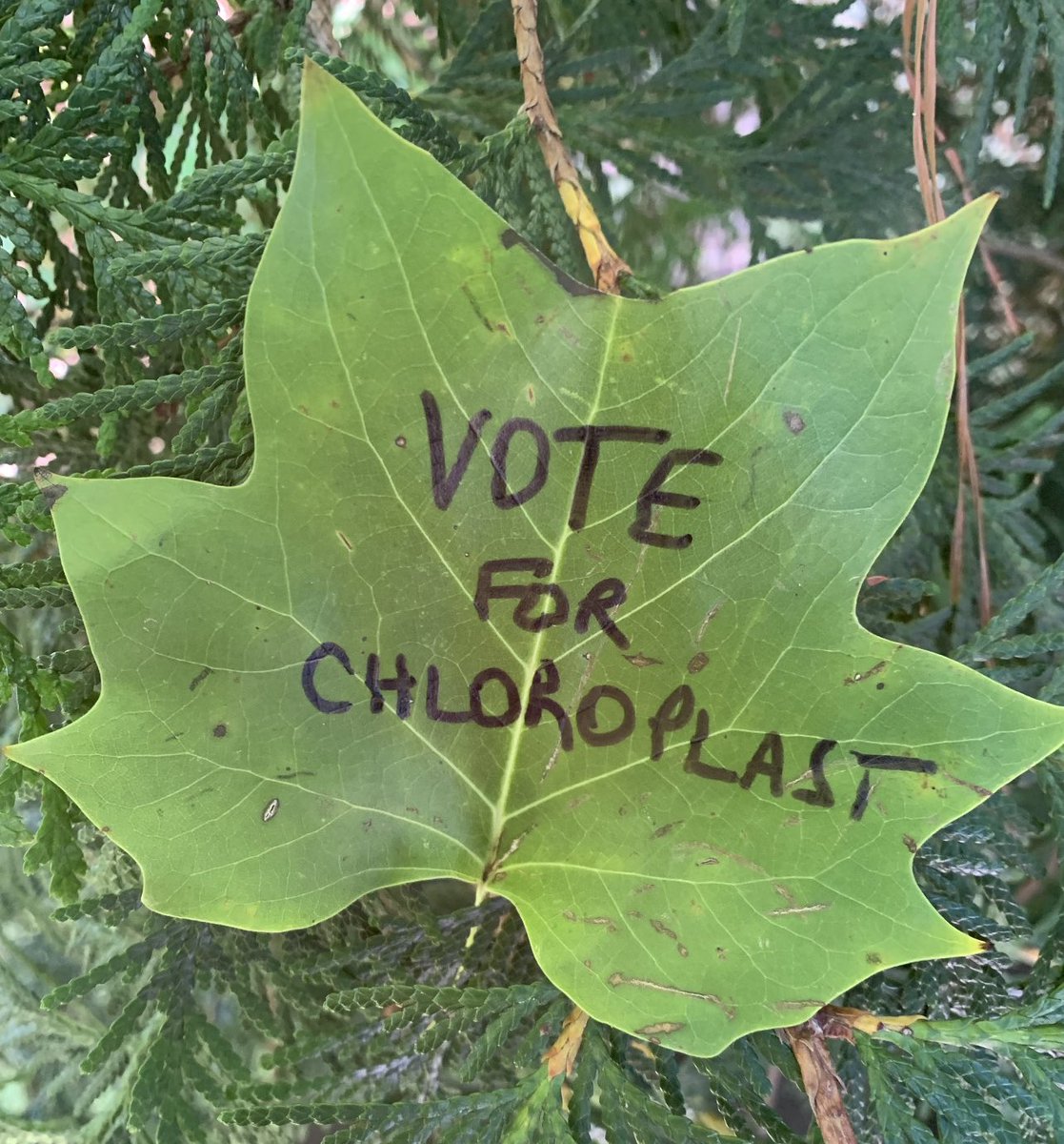 The plants have spoken!💚 They say vote <a href="/carlplast_2022/">Carlplast the Chloroplast</a> for the #EukaryaElection2022!
