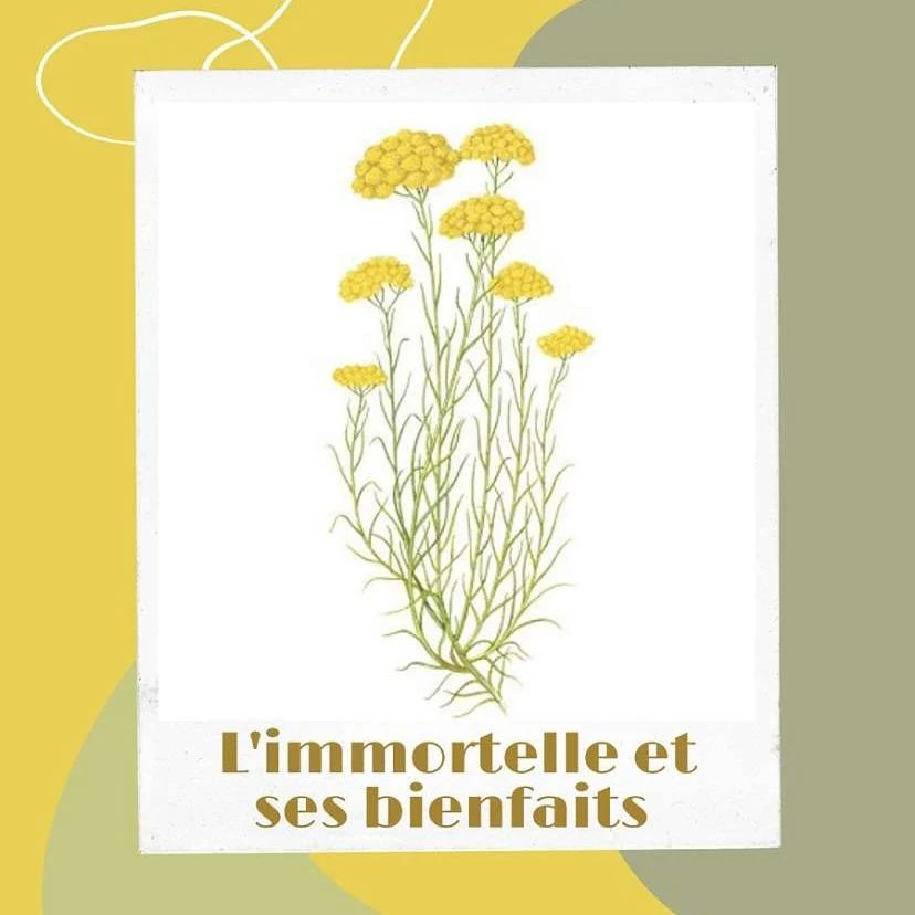 AssociuG's tweet photo. Mais au final, qu'est-ce que l'immortelle, l'objet principal de notre projet? #IsulaDOru https://t.co/vb1vU4XxhO