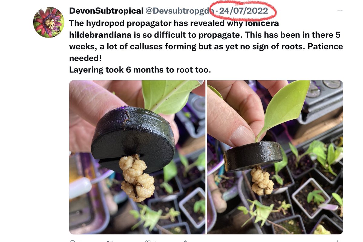 Devsubtropgdn's tweet photo. 4 months after going into the #hydropod propagator and initially forming impressive calluses #lonicera hildebrandiana, the Giant Burmese Honeysuckle, is finally producing roots. No wonder it is so hard to source. I think in future I’ll stick with layerings over winter. https://t.co/oATMxL0VBq