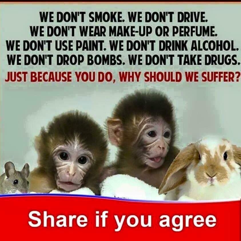 Julesk23's tweet image. #AnimalsMatter #BanTesting