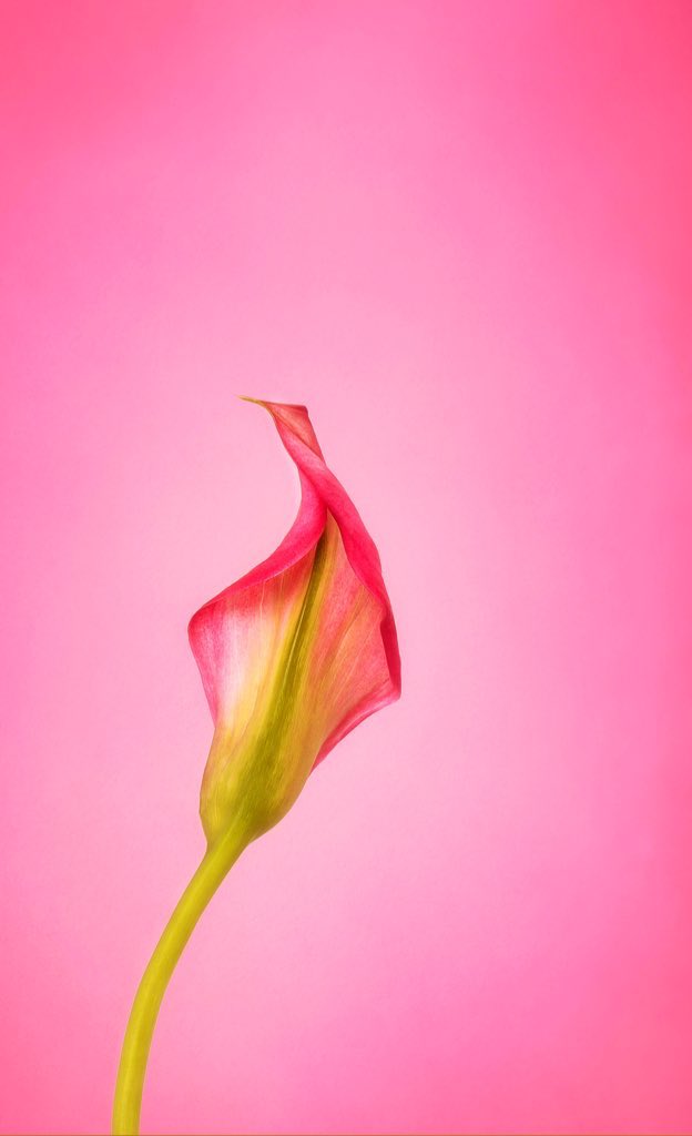 TakinShot's tweet photo. Gm 🤗

🌺 It’s #FunFactFriday! 

🌺 Did you know? #FlowerFact 

🌺 Calla Lily was named after the Greek word for beautiful — “calla”.

#FlowersOnFriday https://t.co/ndsXlLNwFS