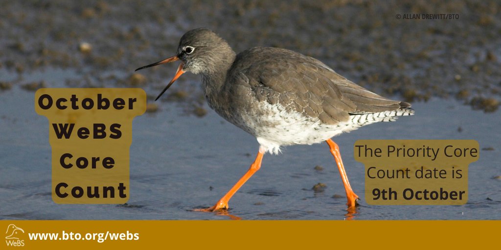This Sunday is the October Core Count date. We are still interested in collecting age assessment data for waders so if you feel confident, please do collect this data at your WeBS sites too! @_BTO @RSPBScience @_JNCC