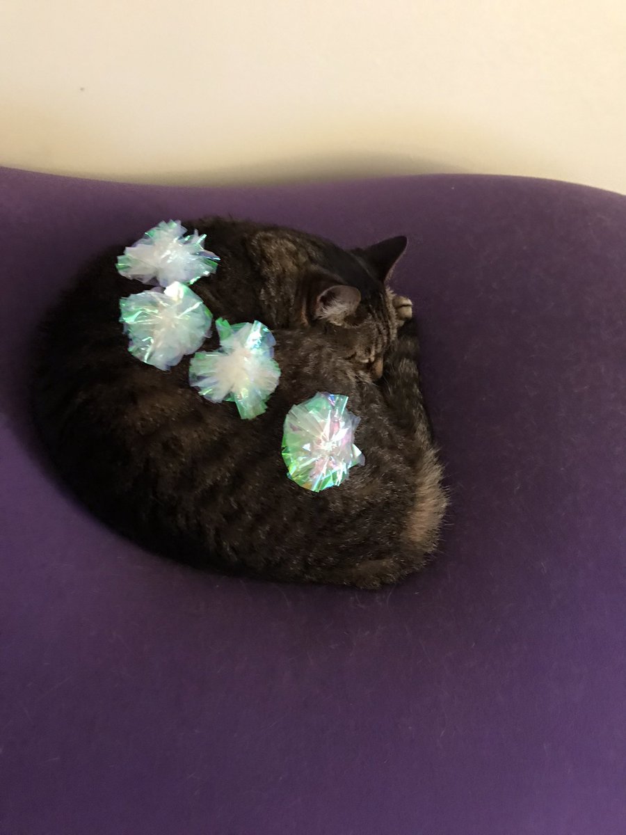 KamiAnya1's tweet photo. I decided to introduce my cat to her new cat toys.
She hasn’t budged.
#DailyEclipse https://t.co/P0h123CPAe