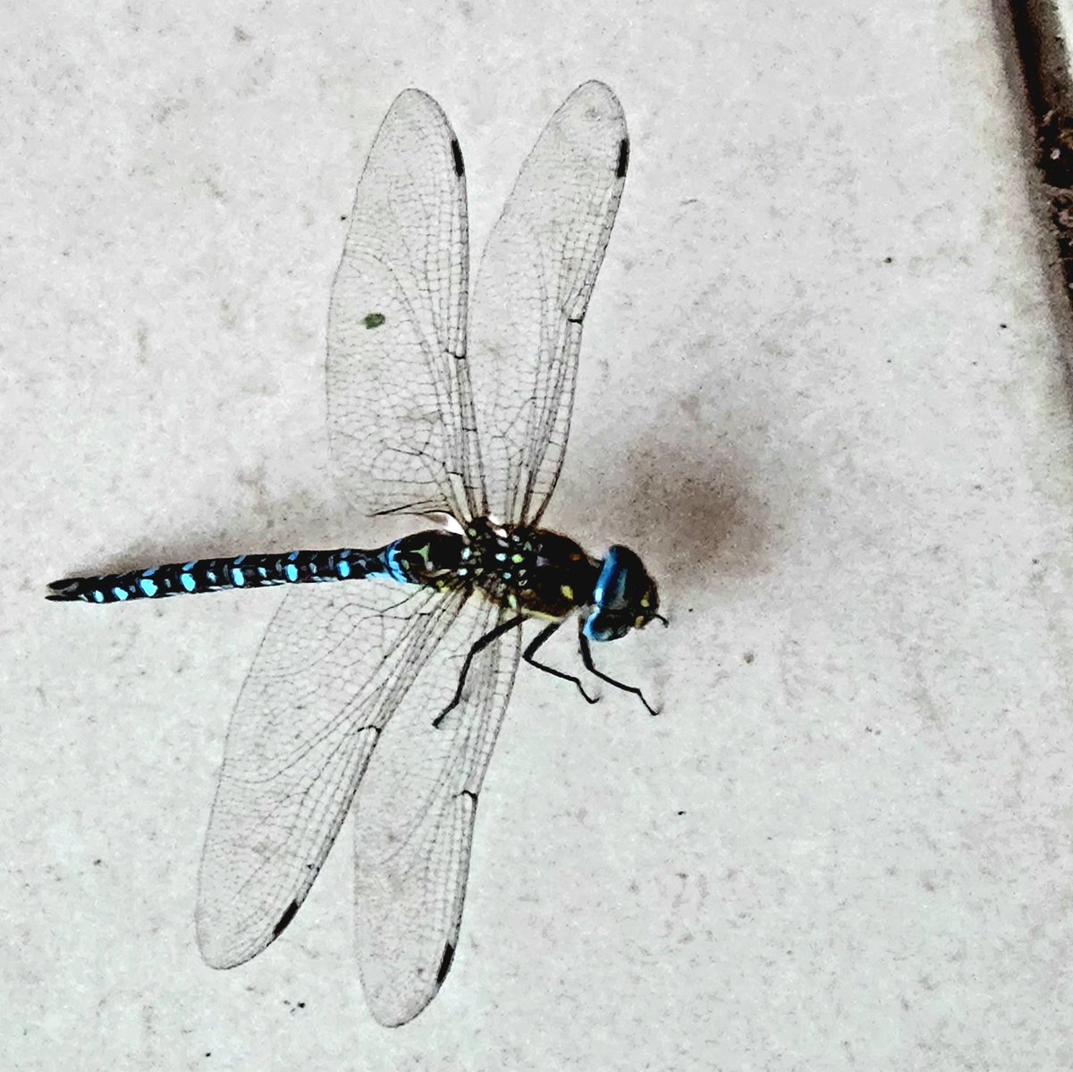Bu yemek değil, bunu yemiyoruz. Balkonda çıktı karşıma, renkleri güzel diye paylaşıyorum.