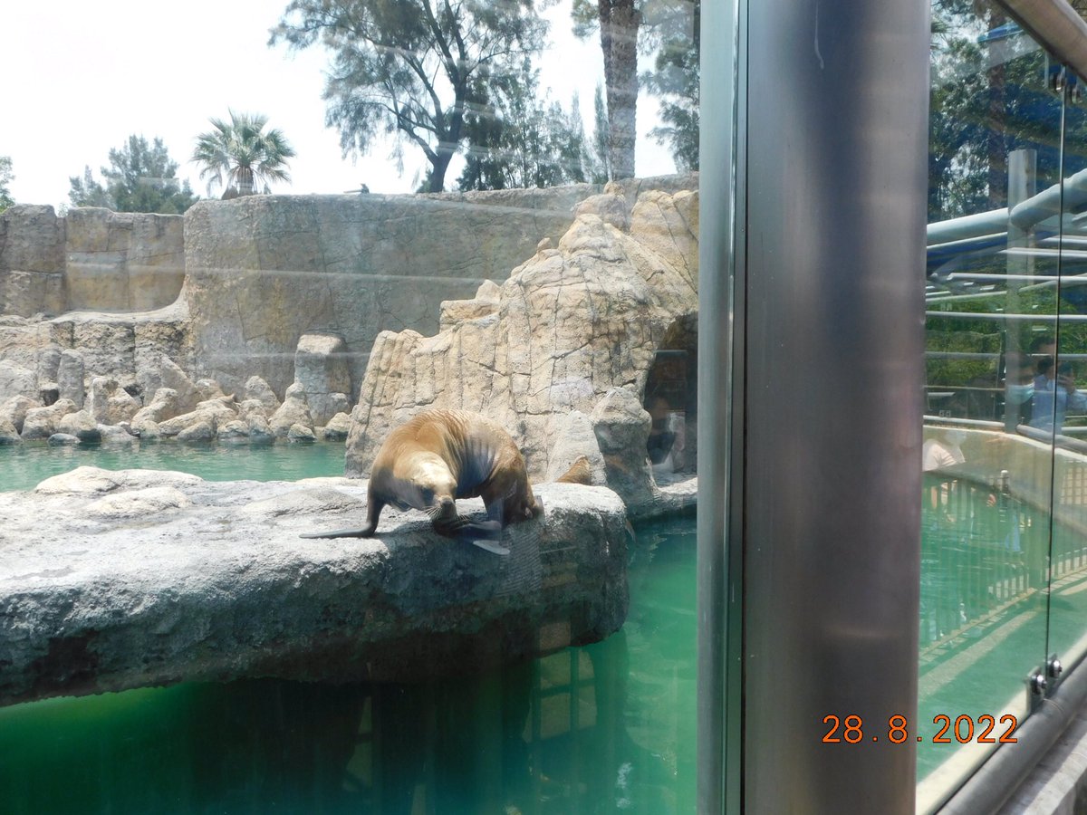 AJaulas's tweet photo. @congresotv212 @GobCDMX @Claudiashein El 15 de enero de este año usted reinauguró el recinto de las #LobasMarinas del @zooaragon ahora lo cerraron por la condición del agua y de #Afrodita #Dana y #Eluney
#NuloBienestarAnimal https://t.co/uuqRHH3vgM