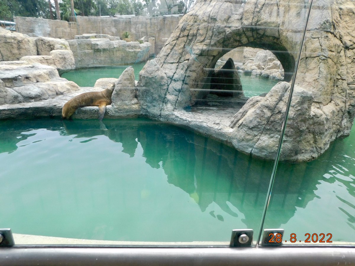 AJaulas's tweet photo. @congresotv212 @GobCDMX @Claudiashein El 15 de enero de este año usted reinauguró el recinto de las #LobasMarinas del @zooaragon ahora lo cerraron por la condición del agua y de #Afrodita #Dana y #Eluney
#NuloBienestarAnimal https://t.co/uuqRHH3vgM