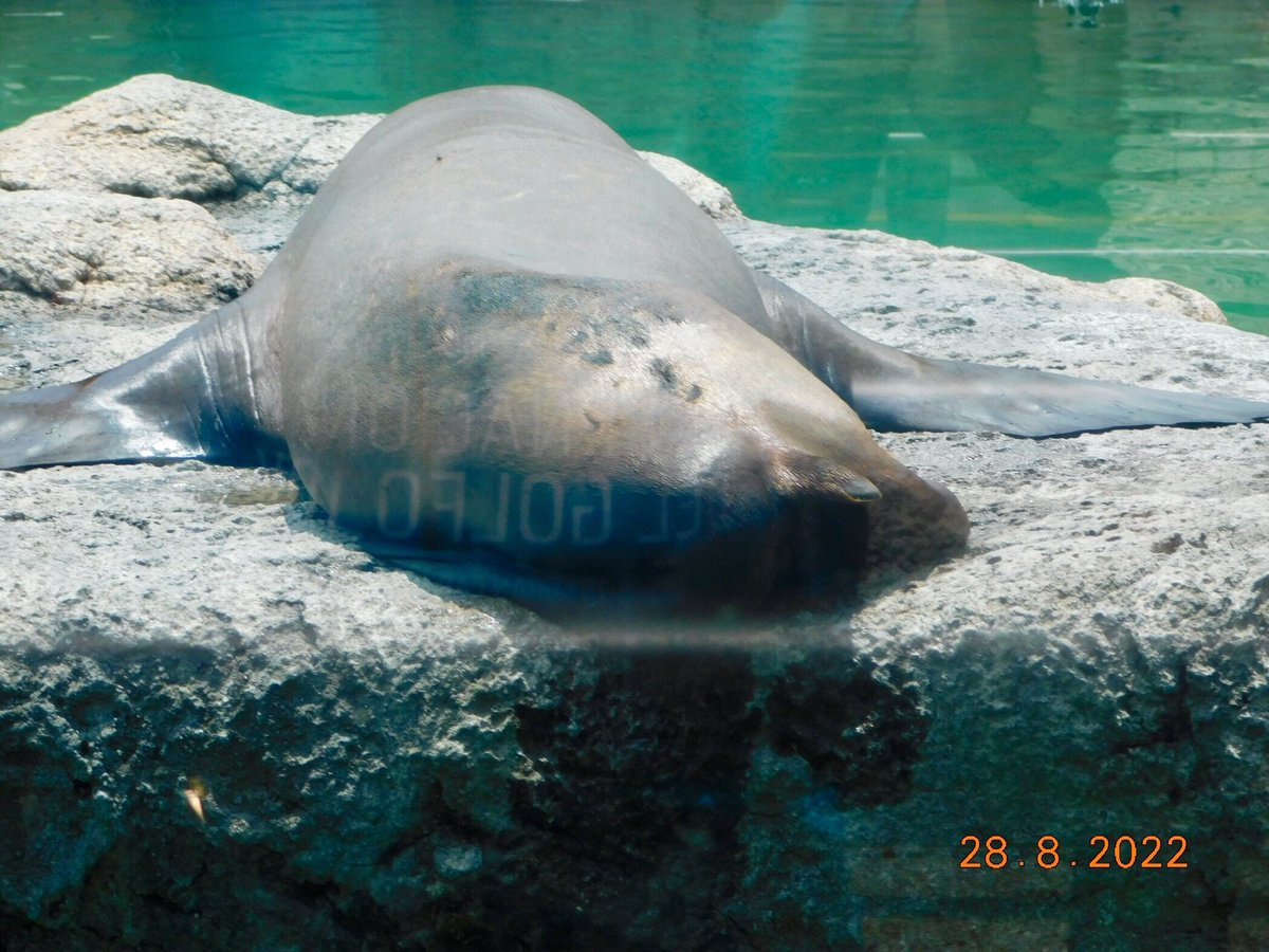 AJaulas's tweet photo. @congresotv212 @GobCDMX @Claudiashein El 15 de enero de este año usted reinauguró el recinto de las #LobasMarinas del @zooaragon ahora lo cerraron por la condición del agua y de #Afrodita #Dana y #Eluney
#NuloBienestarAnimal https://t.co/uuqRHH3vgM