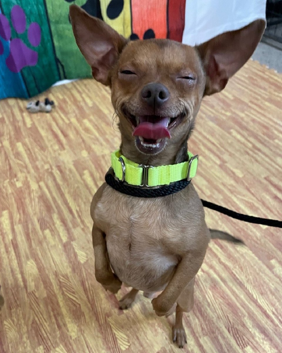 ASPCA's tweet photo. Send a smile for #WorldSmileDay with these adoptable pups! #WorldSmileDay is during #AdoptAShelterDogMonth and we're featuring these adoptable dogs from ASPCA's Cruelty Recovery Center in Ohio! Interested in one of these smiley doggos? Email crc.foster@aspca.org for more info! https://t.co/mr74AH2gow