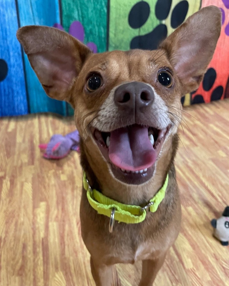 ASPCA's tweet photo. Send a smile for #WorldSmileDay with these adoptable pups! #WorldSmileDay is during #AdoptAShelterDogMonth and we're featuring these adoptable dogs from ASPCA's Cruelty Recovery Center in Ohio! Interested in one of these smiley doggos? Email crc.foster@aspca.org for more info! https://t.co/mr74AH2gow