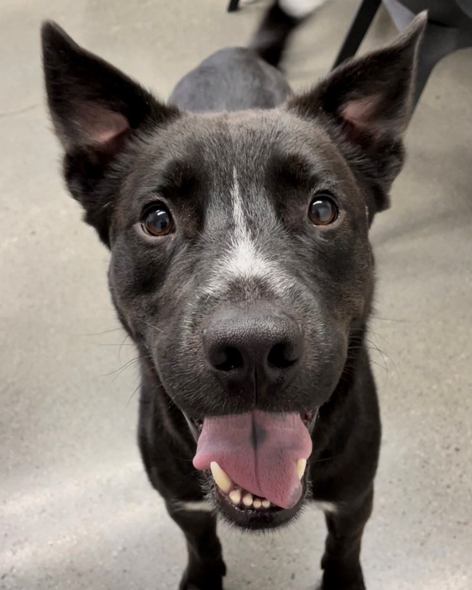 ASPCA's tweet photo. Send a smile for #WorldSmileDay with these adoptable pups! #WorldSmileDay is during #AdoptAShelterDogMonth and we're featuring these adoptable dogs from ASPCA's Cruelty Recovery Center in Ohio! Interested in one of these smiley doggos? Email crc.foster@aspca.org for more info! https://t.co/mr74AH2gow