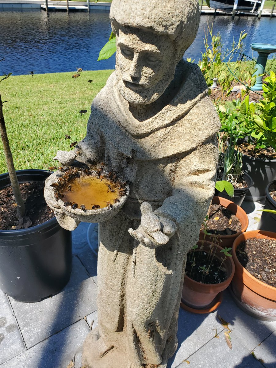 catperson8's tweet image. #PGStrong
#PuntaGorda
#floridahurricane
#Ian
Bees and butterflies have lost their food (flowers). To make nectar, 1 part honey, 9 parts water. Beware...brings lots of bees.